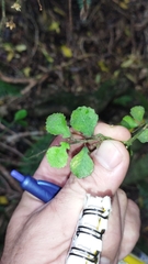 Streblus heterophyllus