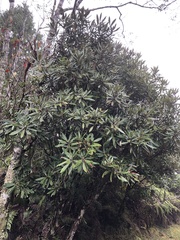 Rhododendron formosanum