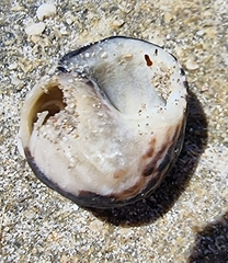 Austrocochlea constricta
