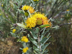 Leucospermum rodolentum