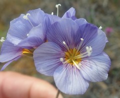 Polemonium boreale