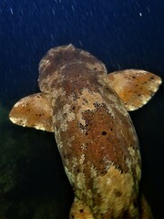 Cobbler Wobbegong photo 2