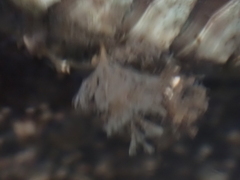 Bugulidae