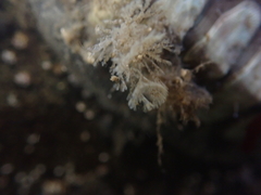 Bugulidae