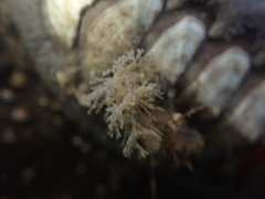 Bugulidae
