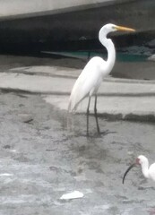 Ardea alba