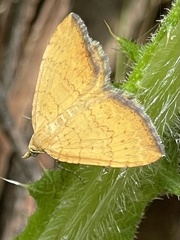 Chrysolarentia correlata