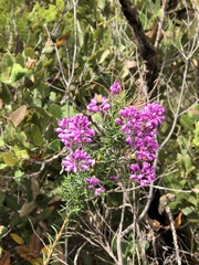 Comesperma ericinum