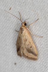 Achyra massalis