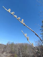 Salix alaxensis