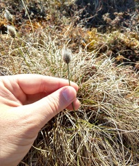Eriophorum vaginatum
