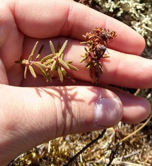 Rhododendron tomentosum
