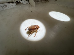 Melolonthinae