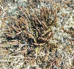 Cassiope tetragona