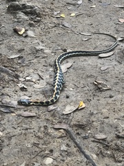 Thamnophis cyrtopsis ocellatus