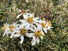 Olearia ledifolia