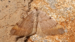 Macaria liturata