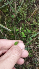Chenopodium allanii