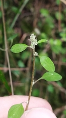 Chenopodium allanii