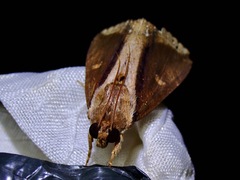 Ercheia cyllaria