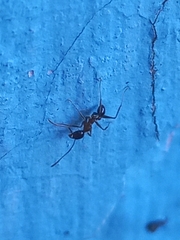 Pheidole nodus