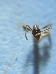 Pheidole nodus