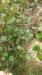 Teucrium parvifolium
