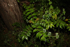 Spathodea campanulata