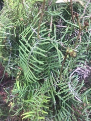 Gleichenia