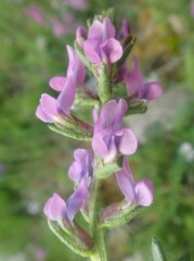 Oxytropis borealis viscida