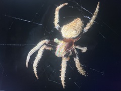 Hortophora
