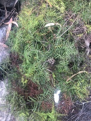 Gleichenia