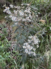 Olearia megalophylla