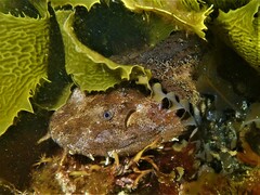 Cobbler Wobbegong photo 5