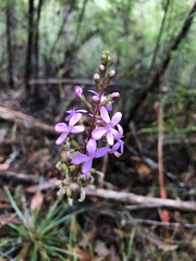 Stylidium lineare