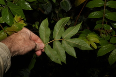 Spathodea campanulata