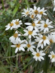 Olearia megalophylla