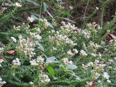 Sedum jurgensenii