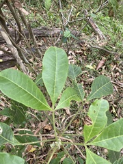 Zanthoxyloideae