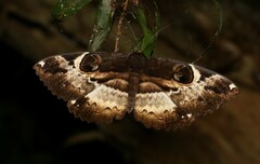 Erebus terminitincta