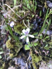 Pelargonium australe
