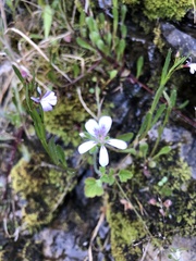 Pelargonium australe
