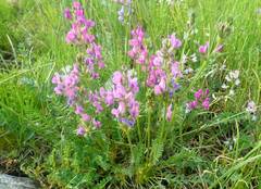 Oxytropis borealis viscida