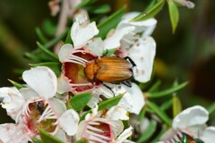 Phyllotocus ruficollis