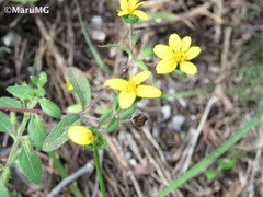 Melampodium longipilum