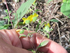 Melampodium longipilum