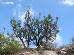 Pseudosmodingium virletii