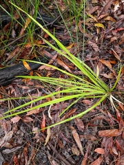 Lomandra laxa