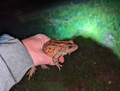 Rana draytonii