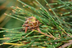 Cylindrococcus spiniferus